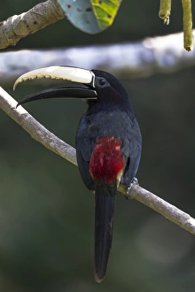 Images Dated 19th September 2015: South America, Brazil, State of Amazonas, The Amazon, Near Manaus, black-necked aracari