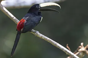South America, Brazil, State of Amazonas, The Amazon, Near Manaus, black-necked aracari