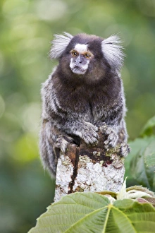 South America, Brazil, State of Sao Paolo, Sao Paolo, common marmoset, (Callithrix jacchus)