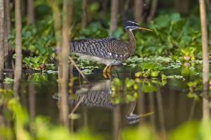 Brazil Prints: South America. Brazil. A sunbittern (Eurypyga helias) foraging along the banks of