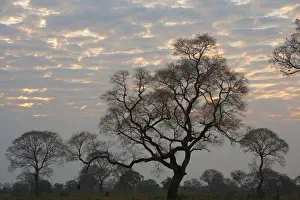Wetlands Prints: South America, Brazil, Sunrise peeking through the clouds on a tree filled plain