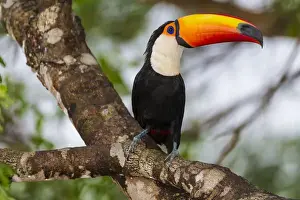 South America. Brazil. Toco Toucan (Ramphastos toco albogularis) is a bird with a