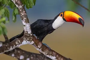 Brazil Prints: South America. Brazil. Toco Toucan (Ramphastos toco albogularis) is a bird with a