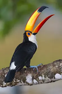 Brazil Prints: South America. Brazil. Toco Toucan (Ramphastos toco albogularis) is a bird with a