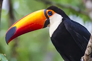 Brazil Prints: South America. Brazil. Toco Toucan (Ramphastos toco albogularis) is a bird with a