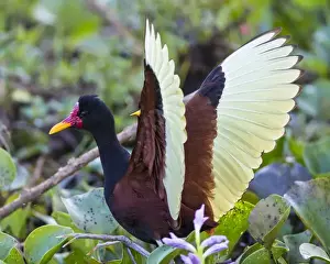 Ralph H Bendjebar Prints: South America. Brazil. A wattled jacana (Jacana jacana) wades along the shore in the Pantanal