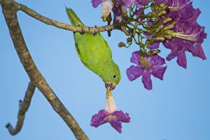 Images Dated 1st October 2014: South America. Brazil. A yellow-chevroned parakeet (Brotogeris chiriri) harvesting