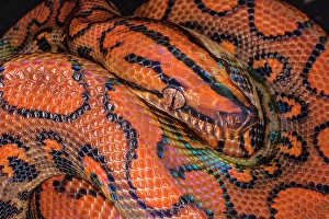 Jim Zuckerman Prints: South America. Brazilian rainbow boa constrictor close-up