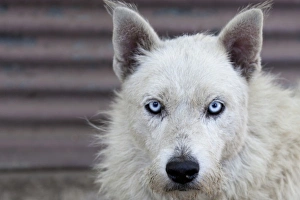 Slum Prints: South America, Buenos Aires - street dog