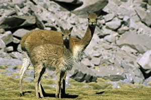 South America, Chile