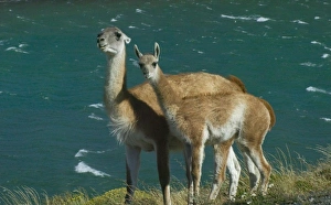 South America, Chile
