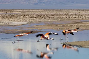 South America, Chile, Atacama desert, Flamingos at the saltlake Salar de Atacama