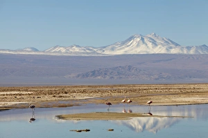 Flamingo Prints: South America, Chile, Atacama desert, Flamingos at the saltlake Salar de Atacama