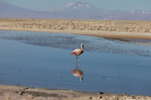 Images Dated 22nd August 2011: South America, Chile, Atacama desert, Flamingos at the saltlake Salar de Atacama