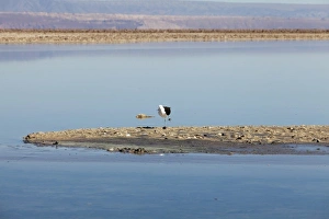 Images Dated 22nd August 2011: South America, Chile, Atacama desert