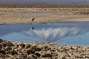 South America, Chile, Atacama desert, Flamingos at the saltlake Salar de Atacama