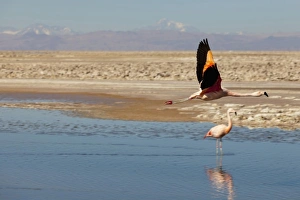 Images Dated 22nd August 2011: South America, Chile, Atacama desert, Flamingos at the saltlake Salar de Atacama