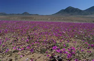 Lavender Prints: South America, Chile, Atacama Desert Copiaco Atacama Desert in bloom