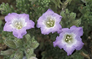 Images Dated 31st August 2003: South America, Chile, Atacama Desert P.N. Pan de Azucar Desert flower (Nolana sp)