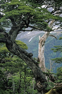 South America, Chile, Aysen, Cordillera Huemeles. Temperate rainforest