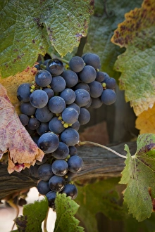 Images Dated 14th March 2009: South America, Chile, Casablanca Valley. Purple grapes on the vine. Credit as: Wendy