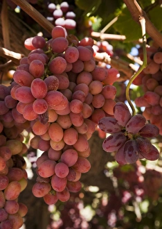 Images Dated 12th March 2009: South America, Chile, Colchagua. Red grapes on the vine at Viu Manent Winery. Credit as