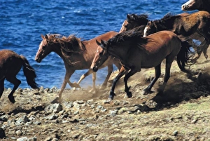 South America, Chile, Easter Island. Horses gallop along the rocky shores of Easter Island