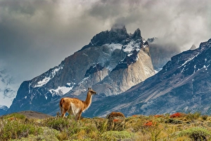 Prints of South America, Chile. Guanaco grazing under Cuernos, Torres Del Paine National Park Images Dated 2024 October: South America, Chile. Guanaco grazing under Cuernos, Torres Del Paine National Park