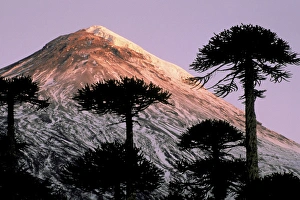 South America, Chile, La Araucania, Villarrica National Park. Araucarias (Araucaria araucana)
