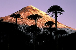 South America, Chile, La Araucania, Villarrica National Park. Araucarias (Araucaria araucana)