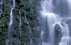 South America, Chile, Lake District Alerce Andino National Park, Puerto Montt