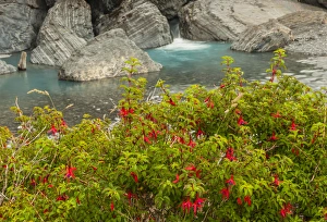 Cathy Gordon Illg Prints: South America, Chile, Patagoni. Scenic of stream