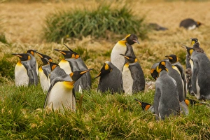 Images Dated 26th January 2015: South America, Chile, Patagonia, Tierra del Fuego. King penguin colony. Credit as