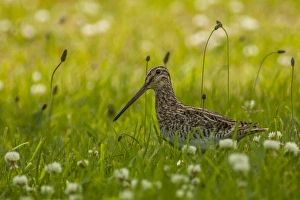 South America, Chile, Patagonia. Common snipe in grass