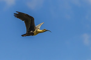 South America, Chile, Patagonia, Torres del Paine National Park. Flying black-faced ibis