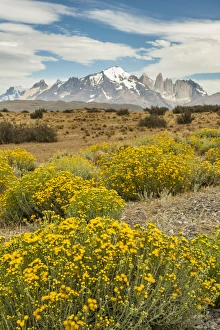 Images Dated 29th January 2015: South America, Chile, Patagonia. Landscape of Torres del Paine