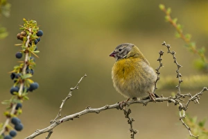 South America, Chile, Patagonia, Torres del Paine National Park. Sierra finch on limb