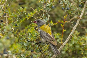 South America, Chile, Patagonia, Torres del Paine National Park. Sierra finch on limb