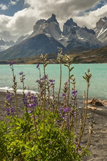 Images Dated 30th January 2015: South America, Chile, Patagonia