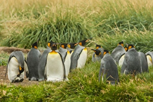 Images Dated 26th January 2015: South America, Chile, Patagonia, Tierra del Fuego. King penguin colony. Credit as