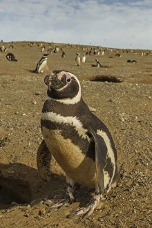 Images Dated 25th January 2015: South America, Chile, Patagonia, Isla Magdalena. Close-up of Magellanic penguins