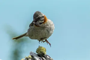 Images Dated 4th January 2017: South America, Chile, Patagonia. Rufous-collared sparrow jumping