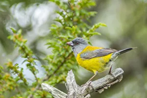 Images Dated 2nd January 2017: South America, Chile, Patagonia. Sierra finch close-up