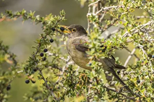 Images Dated 4th January 2017: South America, Chile, Patagonia. Austral thrush eating calafate berry. Credit as