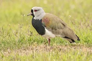 Images Dated 2nd January 2017: South America, Chile, Patagonia. Southern lapwing close-up
