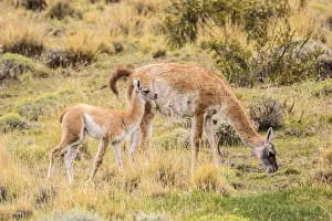 Images Dated 2nd January 2017: South America, Chile, Patagonia. Adult and baby guanaco