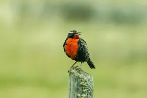 Images Dated 2nd January 2017: South America, Chile, Patagonia. Long-tailed meadowlark singing