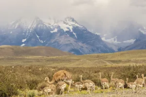 Images Dated 3rd January 2017: South America, Chile, Patagonia. Rhea father and chicks
