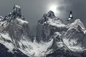 Places Collection: South America, Chile, Patagonia. Andean condor and mountains in Torres del Paine National