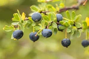 Images Dated 2nd January 2017: South America, Chile, Patagonia. Calafate berries